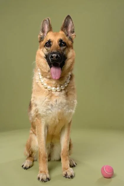 An adult large-sized female German Shepherd Dog dog named Shark for adoption in Atlanta, GA