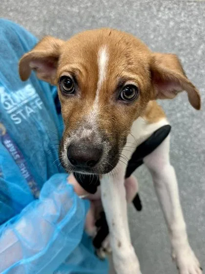 A baby large-sized male Mixed Breed dog named Luke Skywalker for adoption in Wichita, KS