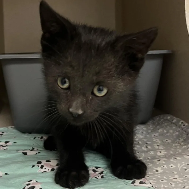 A baby small-sized male Black Domestic Short Hair cat named Grandpa Joe for adoption in Durango, CO