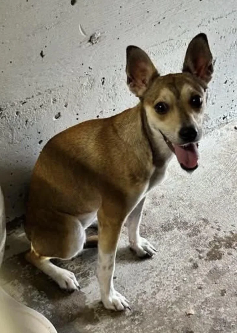 An adult small-sized female Sable Chihuahua dog named Nellie for adoption in Riverside, IA