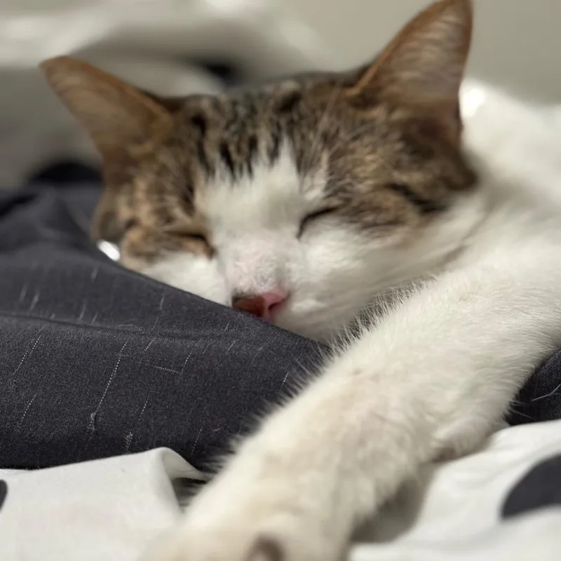 An adult small-sized male Domestic Short Hair cat named Zeus for adoption in Granville, OH