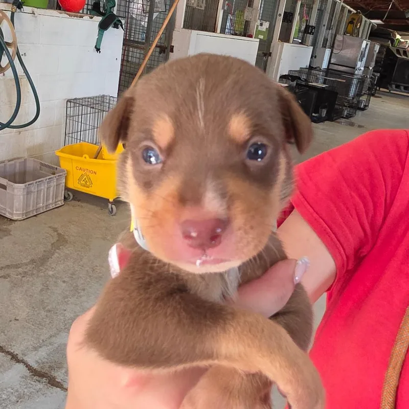 A baby medium-sized male Brown / Chocolate Mixed Breed dog named Lyric for adoption in Leander, TX