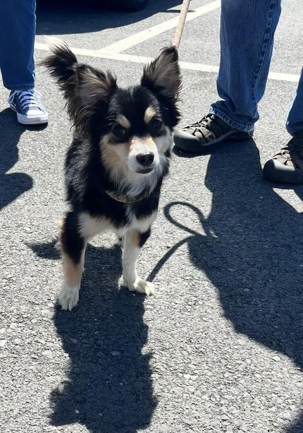 An adult small-sized male Papillon dog named Darwin for adoption in Vallejo, CA