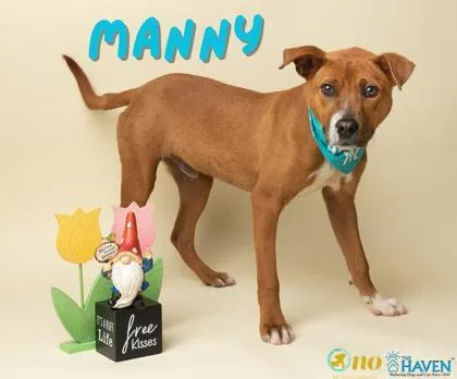 A young medium-sized male Feist dog named Manny for adoption in Fairhope, AL
