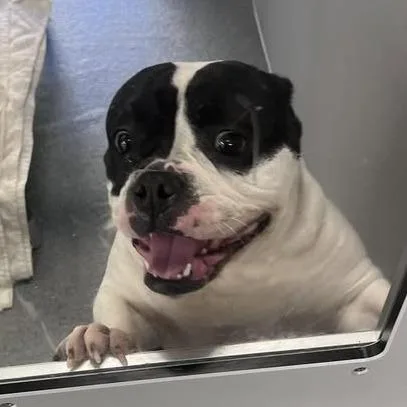 Sapphire thumbnail 2