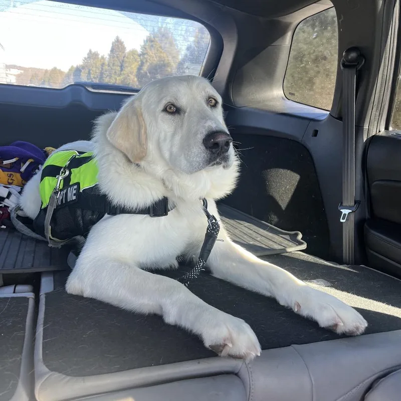 An adult large-sized male Yellow / Tan / Blond / Fawn Labrador Retriever dog named Bear for adoption in La Grange, KY