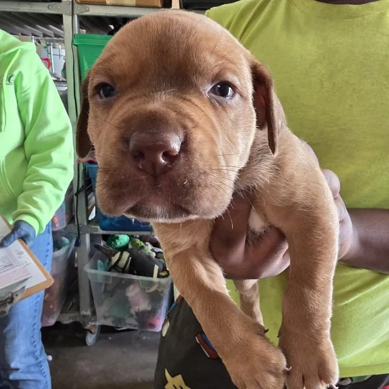 A baby medium-sized male Red / Chestnut / Orange Mixed Breed dog named Redd for adoption in Denison, TX