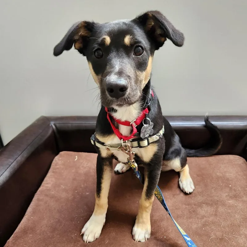 A baby small-sized female Black Labrador Retriever dog named Turtle for adoption in Falls Church, VA