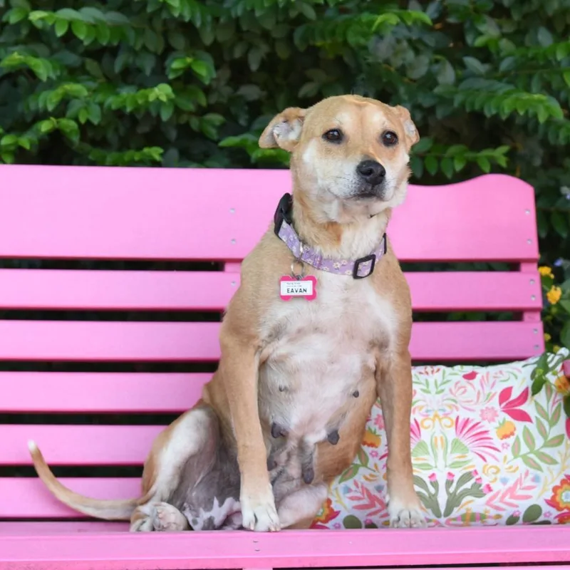 An adult medium-sized female Yellow / Tan / Blond / Fawn Labrador Retriever dog named Eavan for adoption in Wake Forest, NC