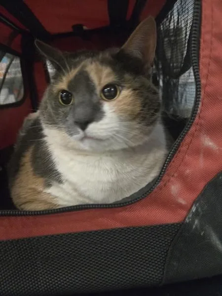 An adult extra large-sized female Domestic Short Hair cat named Duchess for adoption in Millersville, MD