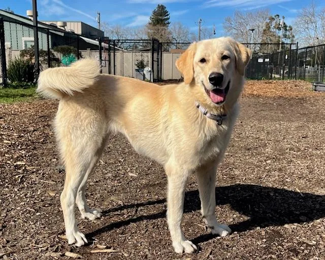 A young extra large-sized female Great Pyrenees dog named Joliene for adoption in Santa Cruz, CA