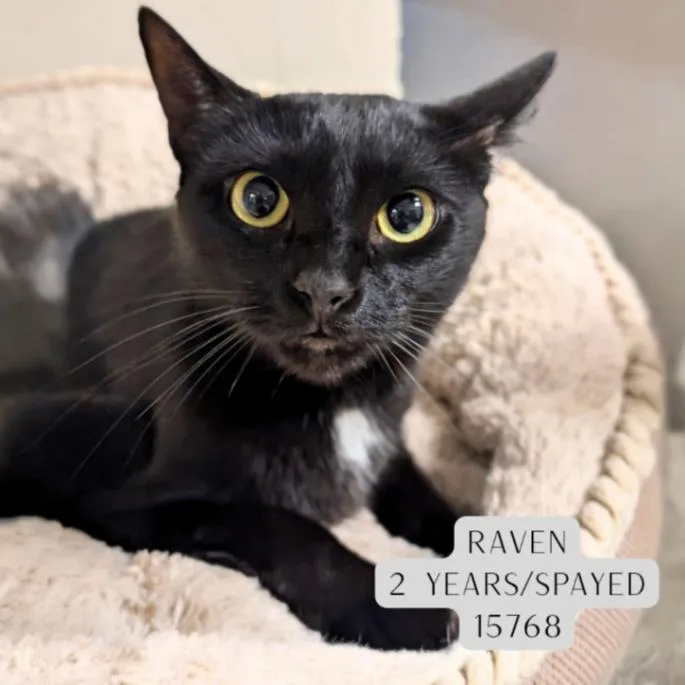 An adult medium-sized female Black Domestic Short Hair cat named Raven for adoption in Supply, NC