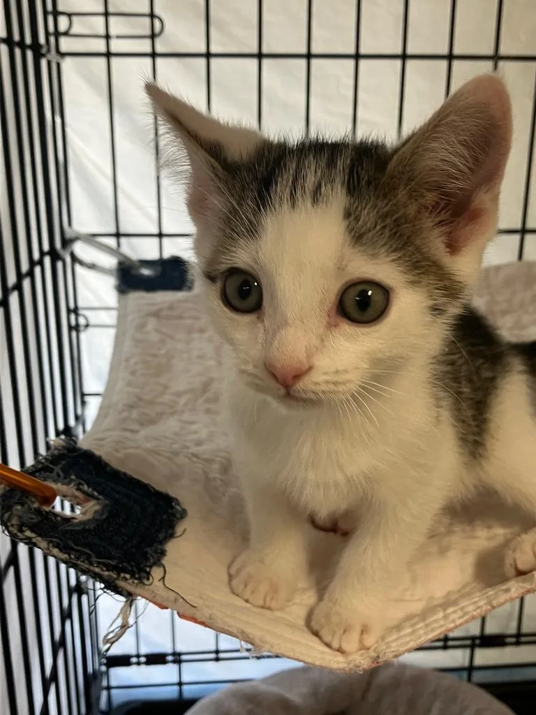 A baby small-sized female Domestic Short Hair cat named Stella for adoption in Lunenburg, MA