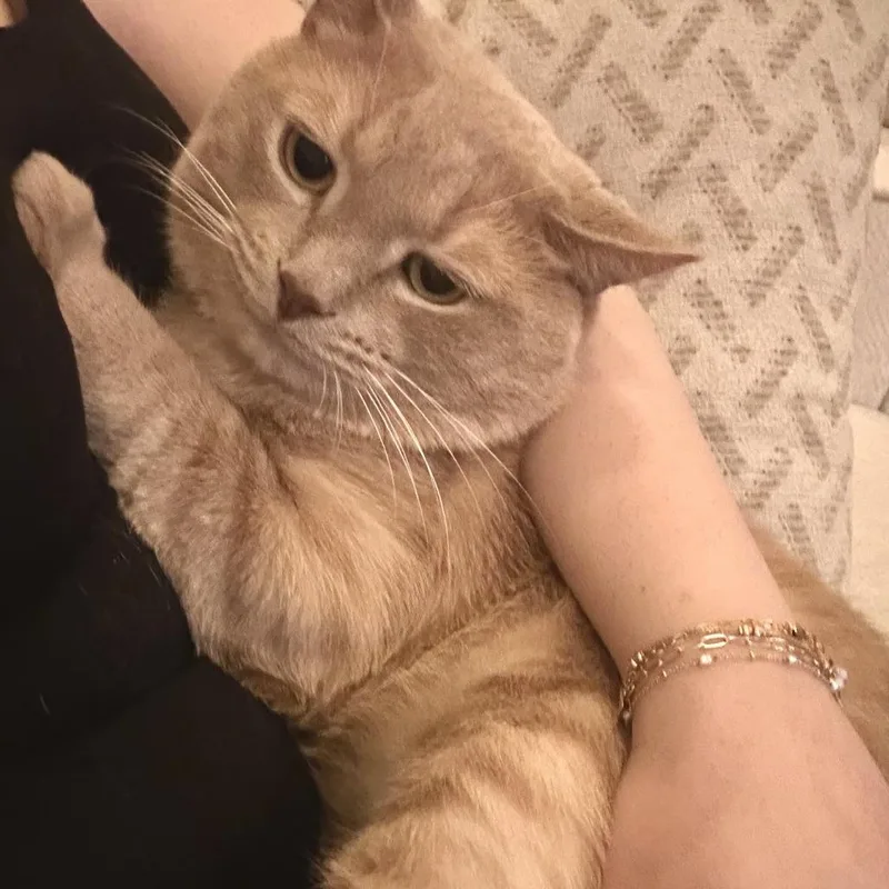 An adult small-sized male Buff / Tan / Fawn British Shorthair cat named Simba Home To for adoption in South Elgin, IL