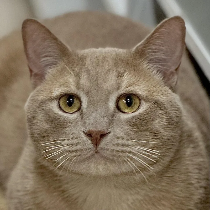 Simba  Home To thumbnail 2