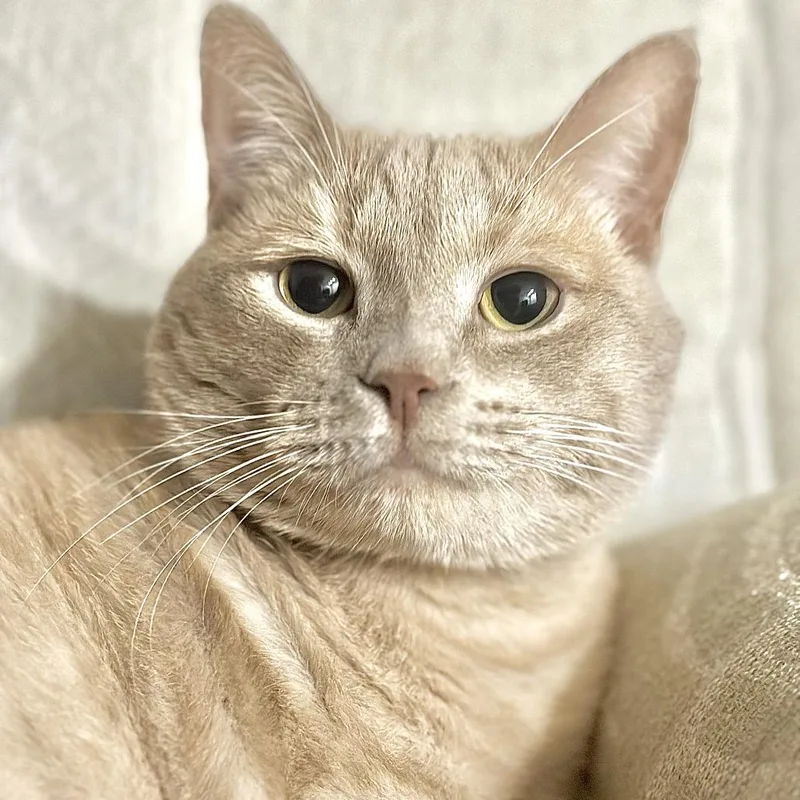 Simba  Home To thumbnail 5