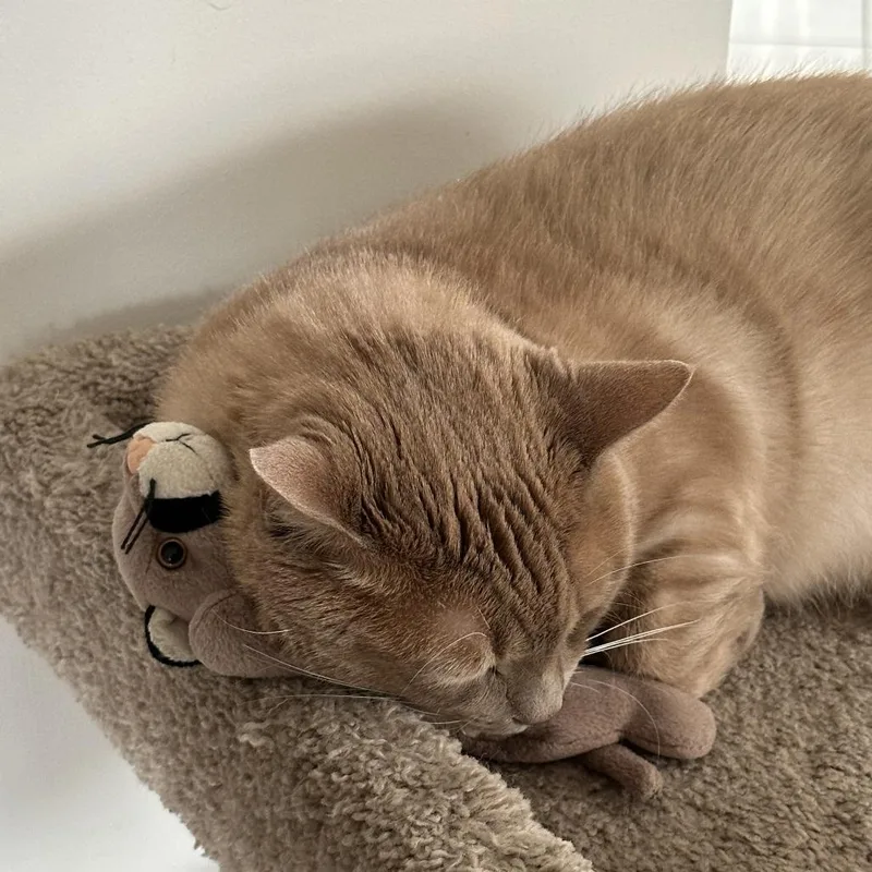 Simba  Home To thumbnail 6