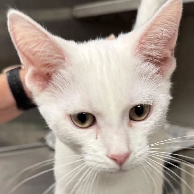 A baby small-sized male White Domestic Short Hair cat named Sinbad for adoption in Carrollton, OH