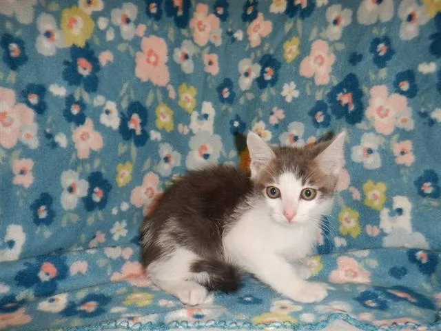 A baby small-sized male Domestic Short Hair cat named Noel for adoption in San Jose, CA