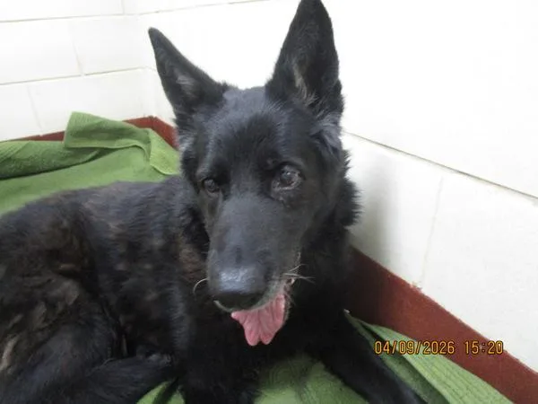 A senior large-sized male Shepherd dog named Z for adoption in Marietta, GA