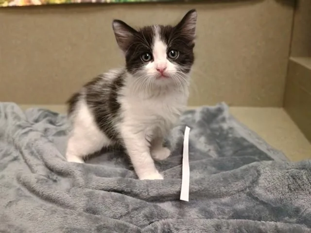 A baby small-sized male Domestic Short Hair cat named A for adoption in Moreno Valley, CA