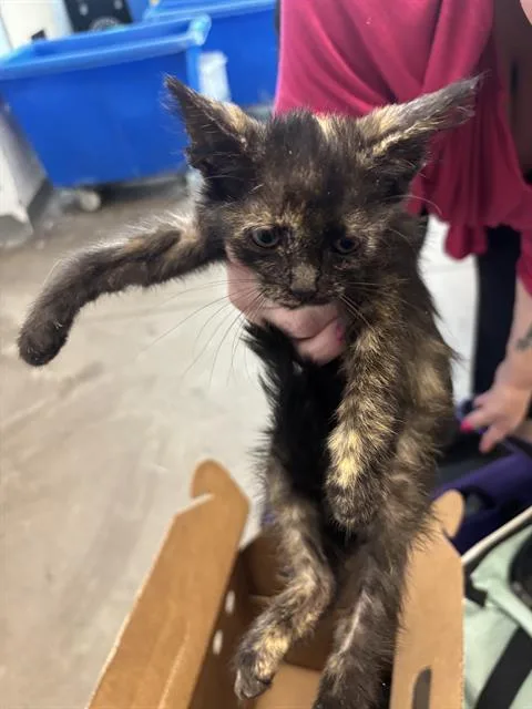 A baby medium-sized female Domestic Short Hair cat named Padmae for adoption in Dallas, TX