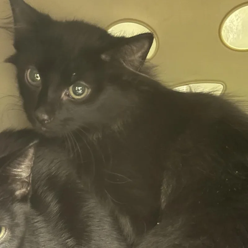 A baby small-sized female Black Domestic Short Hair cat named Dot for adoption in West Palm Beach, FL
