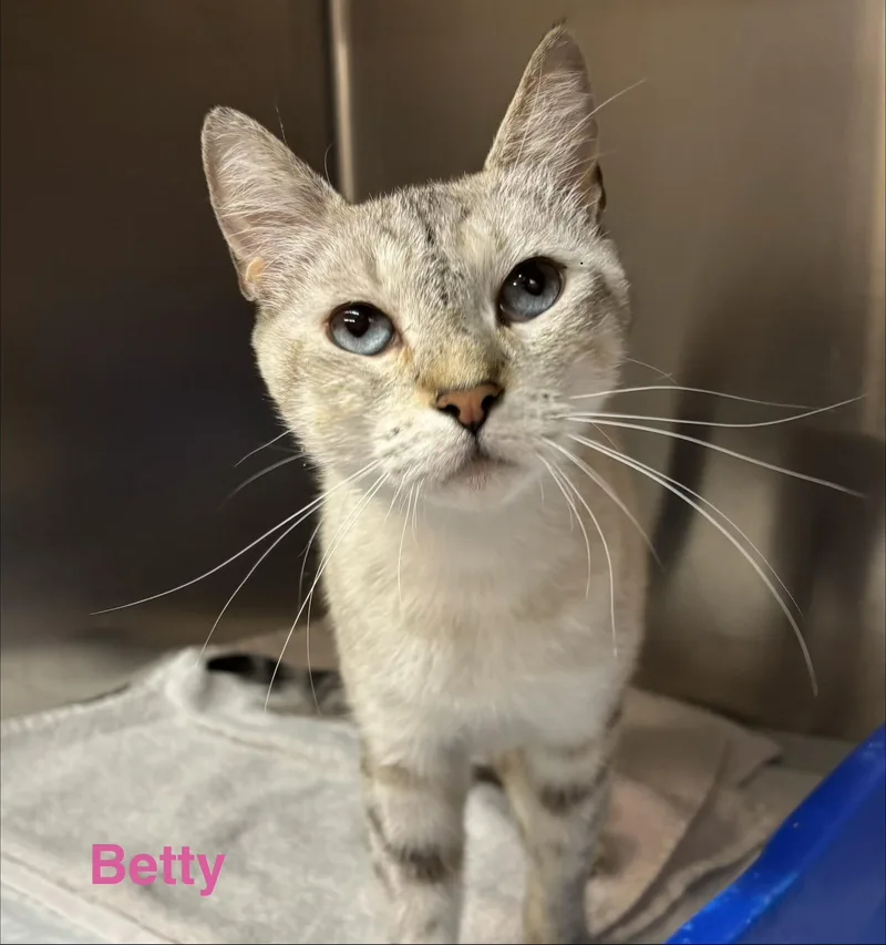 An adult medium-sized female White Silver cat named Betty for adoption in Las Vegas, NV