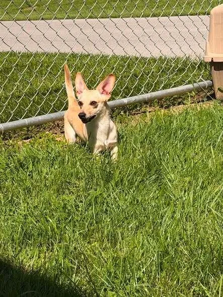 A baby small-sized male Brown / Chocolate Chihuahua dog named Banjo for adoption in Hillsboro, OH