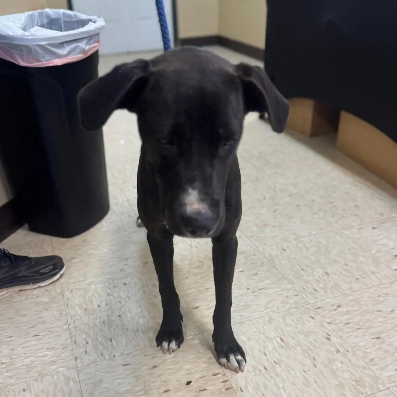 A young medium-sized male Black Labrador Retriever dog named Journey for adoption in Lucedale, MS