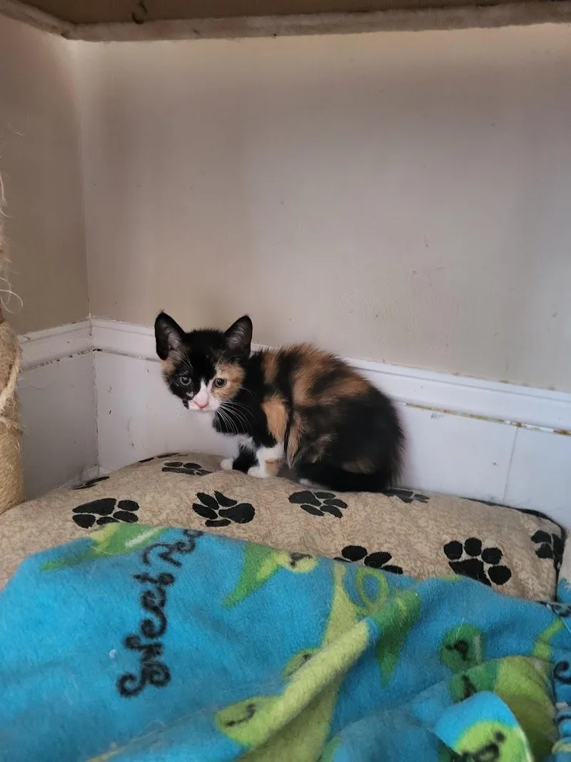 A baby medium-sized female Calico cat named Boho for adoption in Allentown, PA