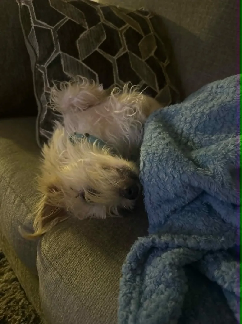 An adult small-sized male Terrier dog named Ancho for adoption in De Pere, WI