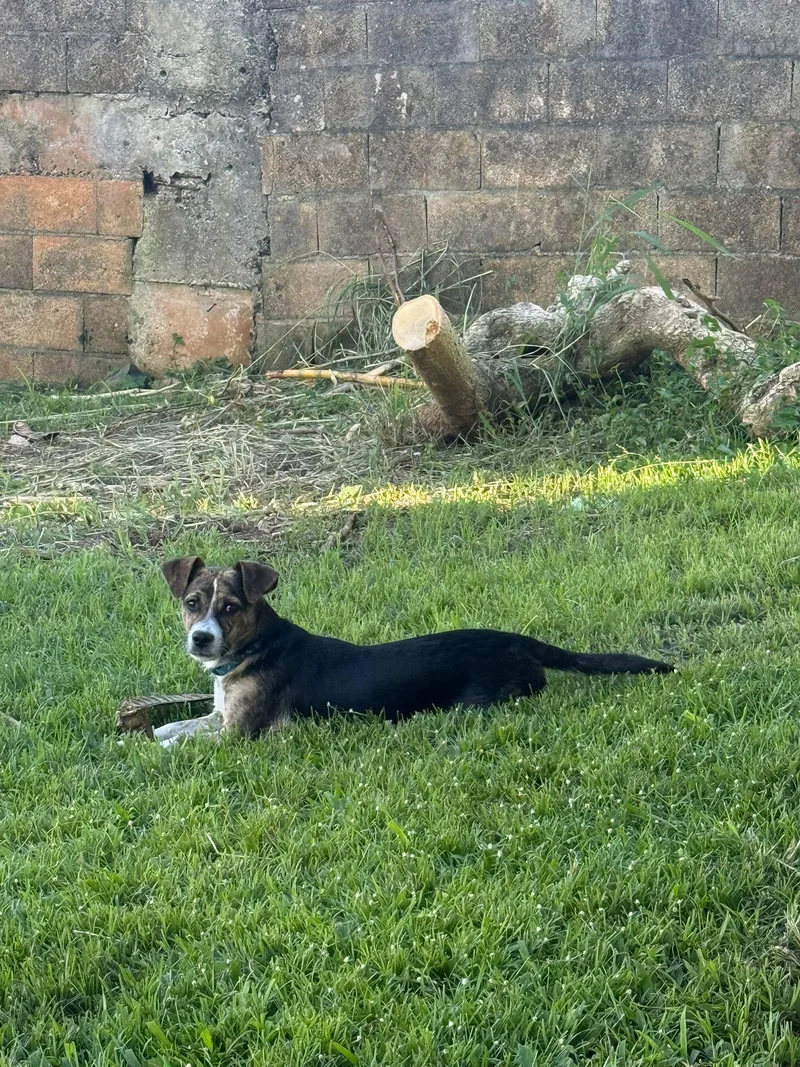An adult small-sized male Miniature Pinscher dog named Brookie for adoption in Virginia Beach, VA