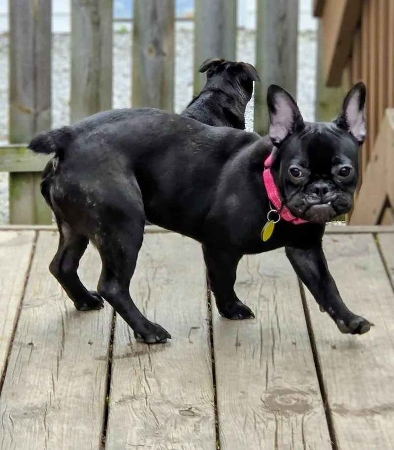 Andie thumbnail 2