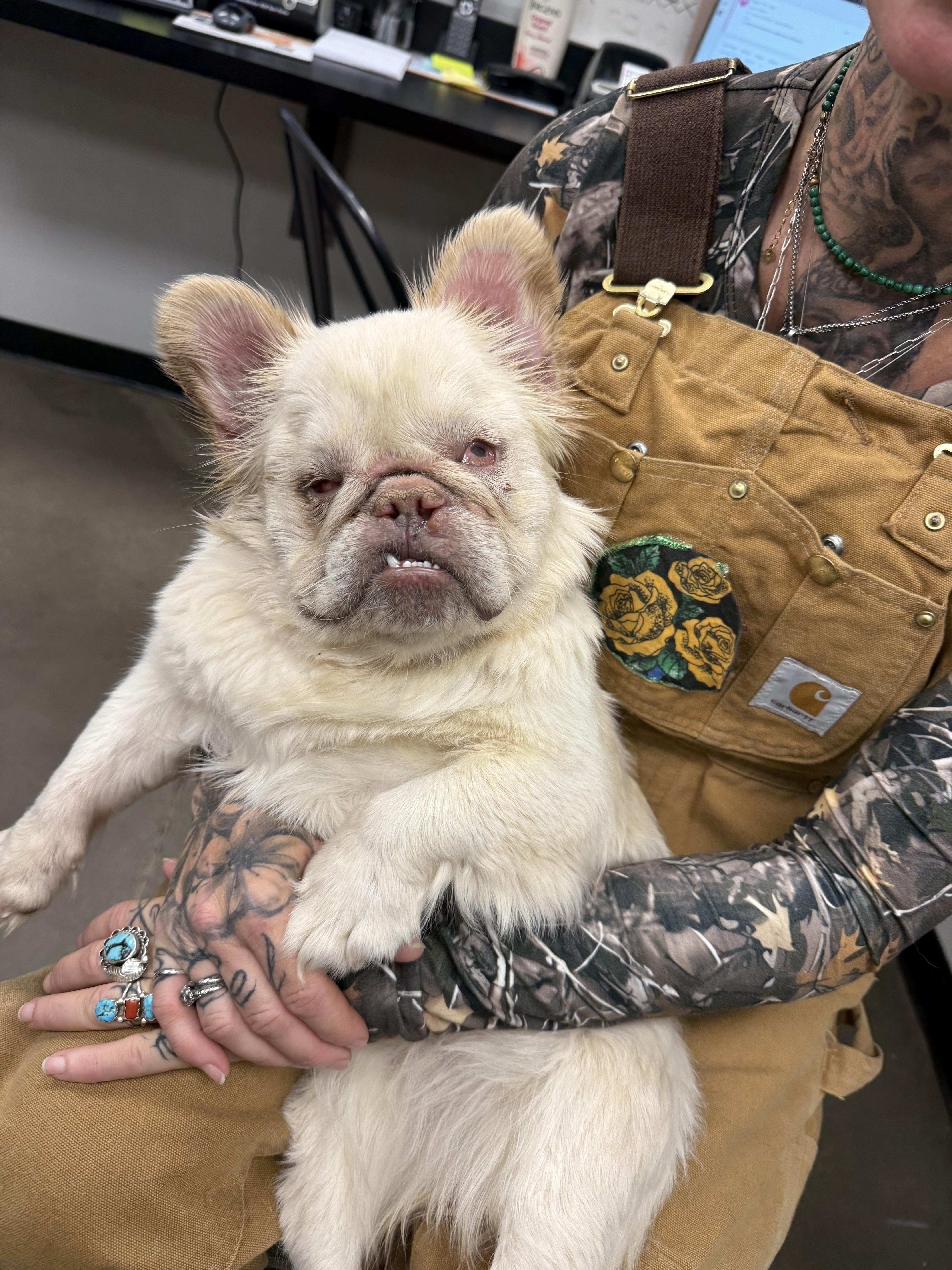 An adult small-sized female French Bulldog dog named Sprite for adoption in Mesa, AZ