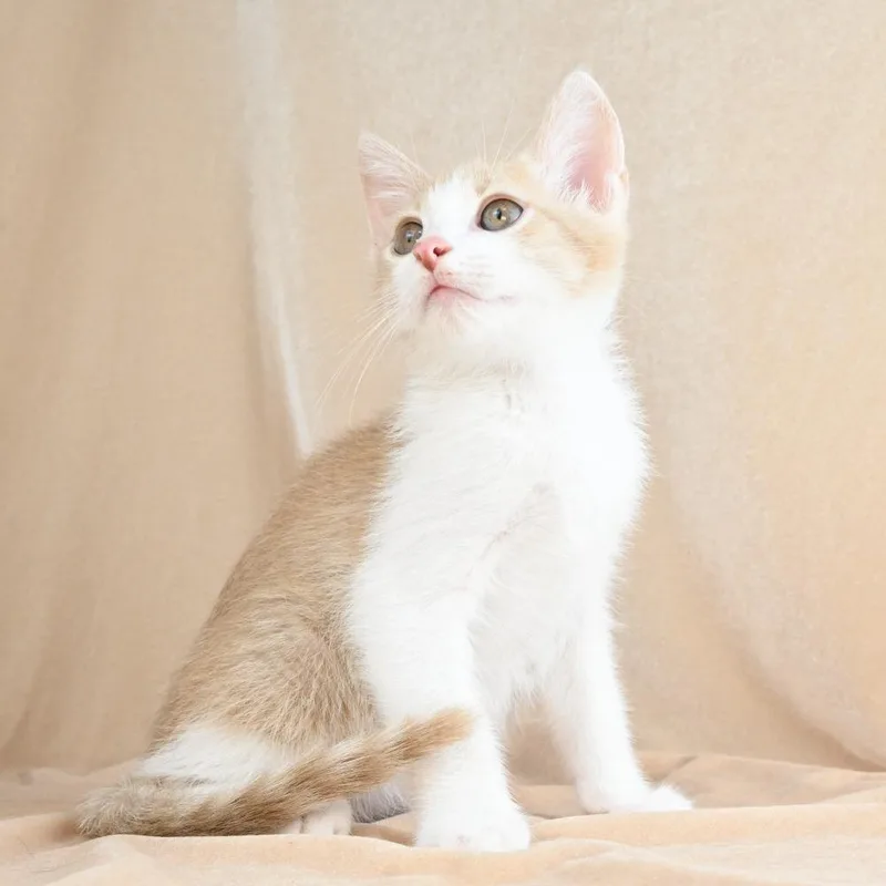 A baby small-sized male Buff / Tan / Fawn Domestic Short Hair cat named Scooter for adoption in Mobile, AL
