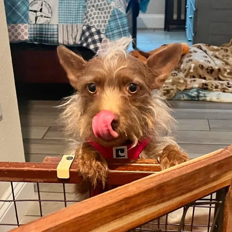 A senior small-sized female Brown / Chocolate Mixed Breed dog named Winifred for adoption in Jacksonville, FL