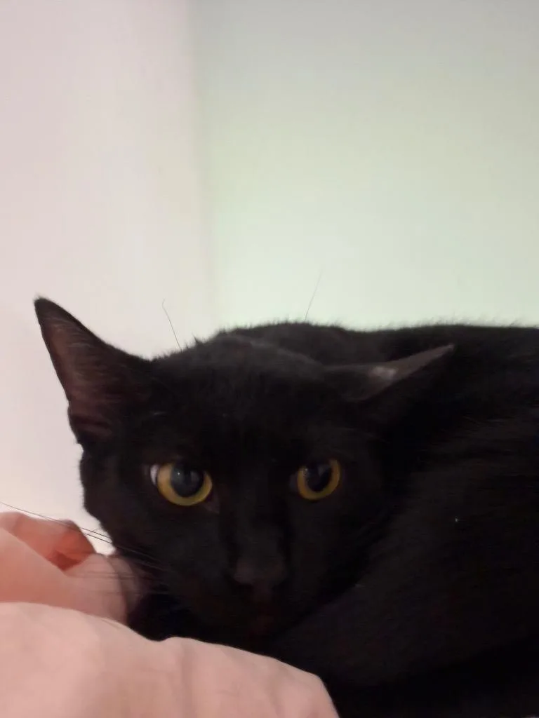A young medium-sized female Domestic Short Hair cat named Shadow Moon for adoption in Pomona, NY