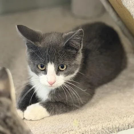 A baby small-sized male Gray / Blue / Silver Domestic Short Hair cat named Mr. Balloon Man for adoption in Driggs, ID