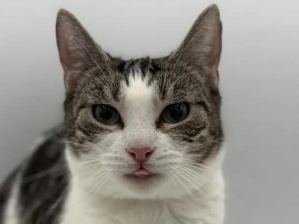 An adult medium-sized female Domestic Short Hair cat named Scarlet for adoption in Portland, OR
