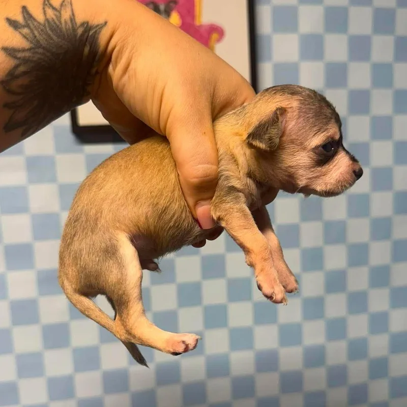 A baby small-sized male Golden Yorkshire Terrier dog named Mike for adoption in Crosby, TX