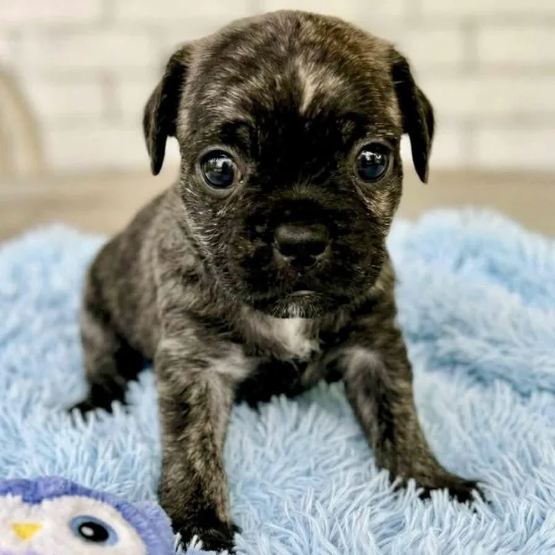 A baby small-sized male Chug dog named Waylon for adoption in Rockwall, TX