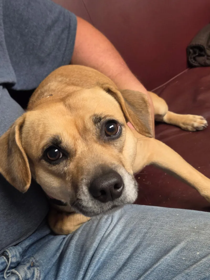 An adult medium-sized female Beagle dog named Minnie Pearl for adoption in Mokena, IL