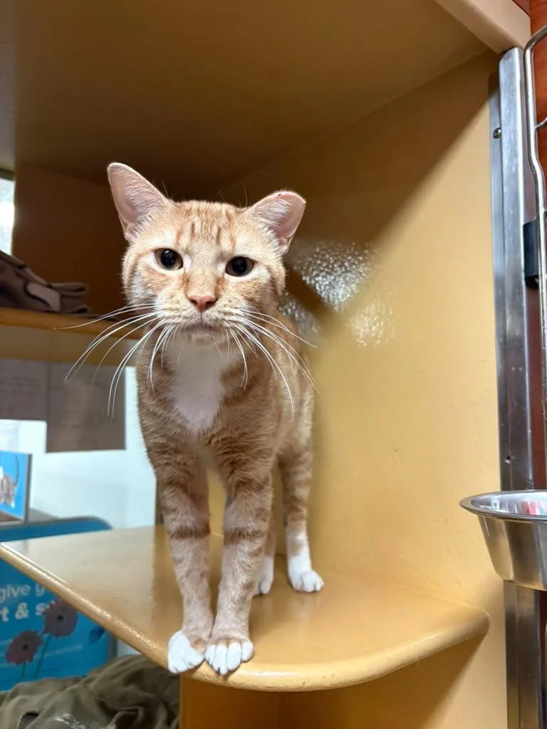 A young medium-sized male Orange & White Domestic Short Hair cat named Omni for adoption in Brooklyn, NY