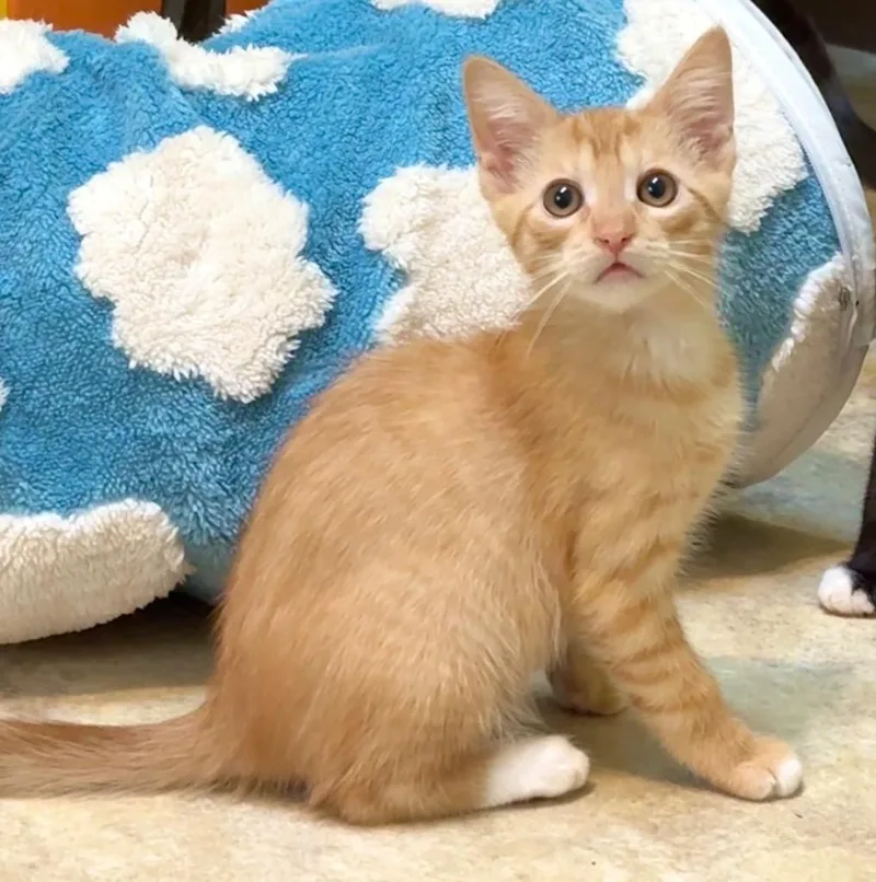 A baby small-sized male Domestic Short Hair cat named Sunkist for adoption in Cambria, CA
