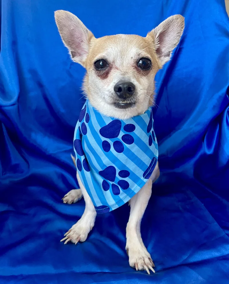 An adult small-sized male Chihuahua dog named Romeo for adoption in Rowland Heights, CA