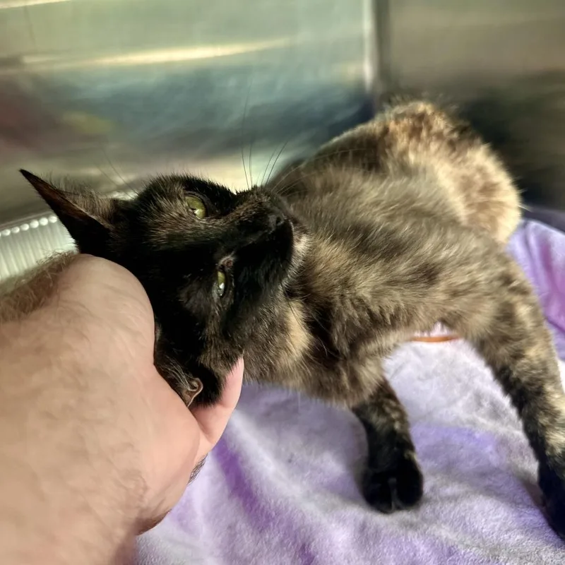 A young small-sized female Tortoiseshell Domestic Short Hair cat named Zenith for adoption in Matteson, IL