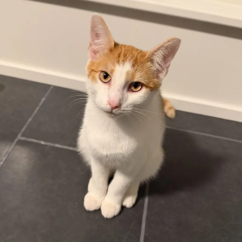 A baby small-sized male Domestic Short Hair cat named MingMing for adoption in State College, PA
