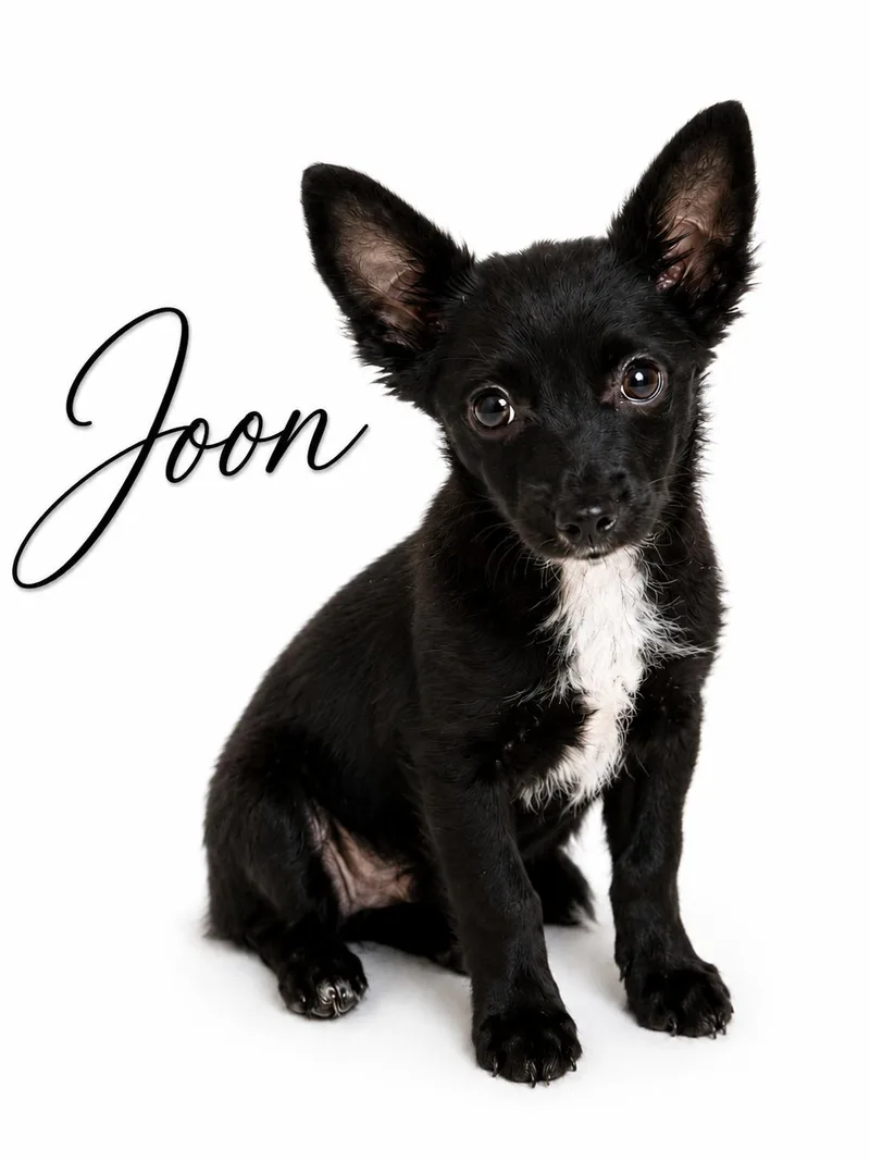 Joon thumbnail 4