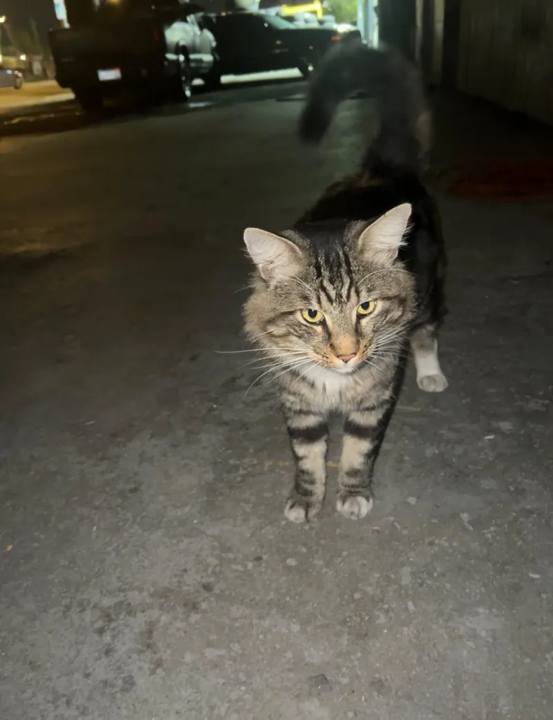 A young medium-sized male Domestic Medium Hair cat named Bubba for adoption in Long Beach, CA